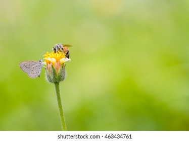 Lesser Grass Blue Butterfly And Bee On Flower