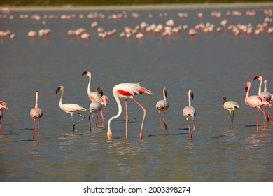 Lesser and greater flamingoes on flooded Sua Pan, Nata Bird Sanctuary, Botswana, Africa
