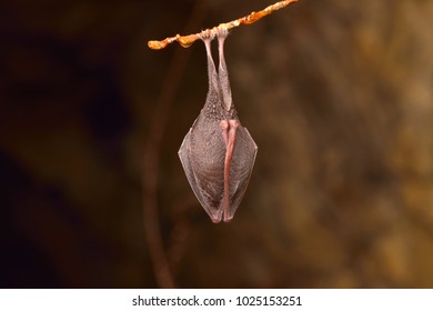 Lesser Horseshoe Bat Rhinolophus Hipposideros