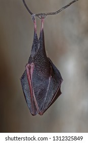 The lesser horseshoe bat (Rhinolophus hipposideros), is a type of European bat related to but smaller than its cousin, the greater horseshoe bat. Hidden
