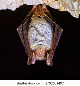Lesser horseshoe bat (Rhinolophus hipposideros) body close up. A rare bat hanging from rock in the cave 