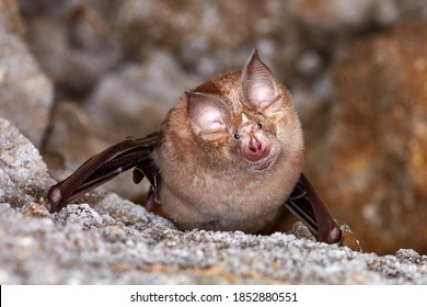 Lesser horseshoe bat (Rhinolophus hipposideros) body close up. A rare bat hanging from rock in the cave 