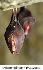 Lesser Horseshoe Bat, Rhinolophus Hipposideros,