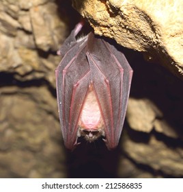 Lesser Horseshoe Bat (Rhinolophus Hipposideros)