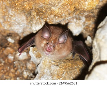 Lesser horseshoe bat (Rhinolophus hipposideros) body close up. A rare bat hanging from rock in the cave