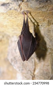 Lesser Horseshoe Bat (Rhinolophus Hipposideros)