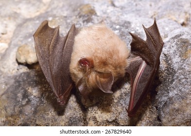 Lesser Horseshoe Bat (Rhinolophus Hipposideros)