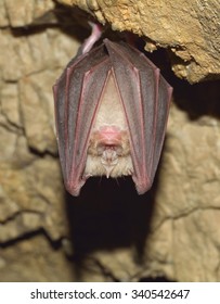 Lesser Horseshoe Bat (Rhinolophus Hipposideros)