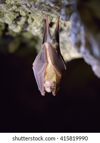 Lesser Horseshoe Bat (Rhinolophus Hipposideros)