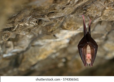 Lesser horseshoe bat, Rhinolophus hipposideros, in the nature cave habitat, Cesky kras, Czech. Underground animal hanging from stone. Wildlife scene from grey rocky tunnel.