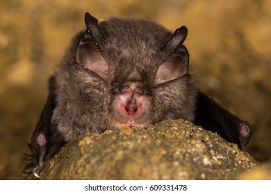 Lesser Horseshoe Bat (Rhinolophus Hipposideros) Detail Of Face. Specialized Anatomical Features Involved In Echolocation Seen On Rare Bat In The Family Rhinolophidae