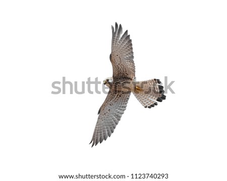 Similar – Awesome bird of prey in flight