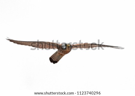 Similar – Awesome bird of prey in flight