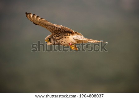 Similar – Awesome bird of prey in flight