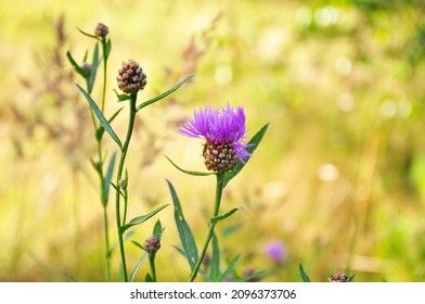 Lesser Knapweed (centaurea Nigra) Flowers In The Field