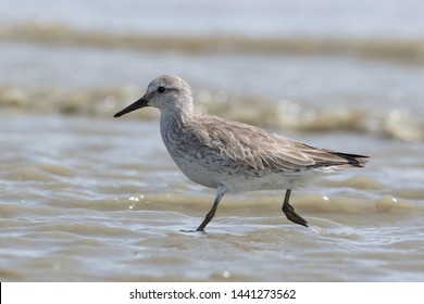 Lesser Knot in New Zealand