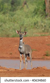 Lesser Kudu.