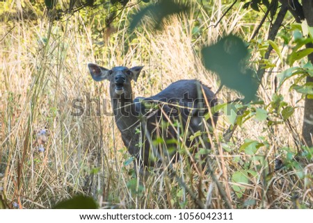Lesser kudu is a forest antelope found in East Africa. It is placed