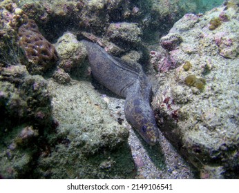 Lesser Moray (Muraenidae) Taken In Hong Kong Water