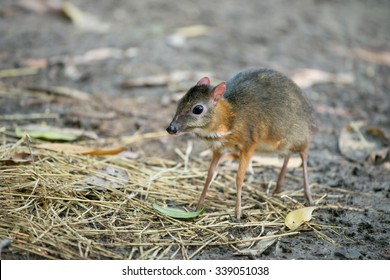 Lesser Mouse Deer Scientific Name Tragulus Kanchil