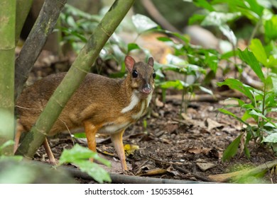 Lesser Mouse Deer (Tragulus Javanicus) Hiding Behind A Tree. A Species Of Even-toed Ungulate In The Family Tragulidae.