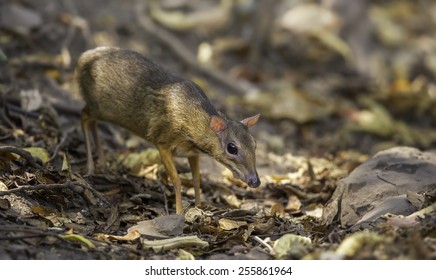 Lesser Mouse Deer (Tragulus Kanchil)