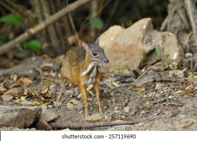 Lesser Mouse Deer High Res Stock Images Shutterstock