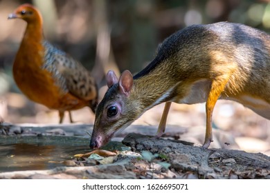 The Lesser Mouse-deer Or Kanchil, Also Known As The Lesser Malay Chevrotain, Is A Species Of Even-toed Ungulate In The Family Tragulidae.