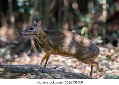 The Lesser Mouse-deer Or Kanchil, Also Known As The Lesser Malay Chevrotain, Is A Species Of Even-toed Ungulate In The Family Tragulidae.