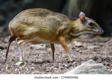 The Lesser Mouse-deer, Lesser Malay Chevrotain, Or Kanchil Is A Species Of Even-toed Ungulate In The Family Tragulidae.