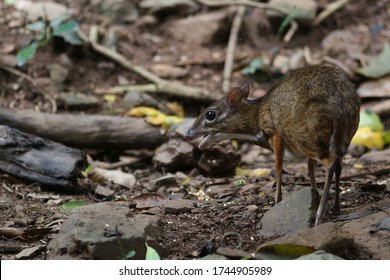 The Lesser Mouse-deer, Lesser Malay Chevrotain, Or Kanchil Is A Species Of Even-toed Ungulate In The Family Tragulidae.