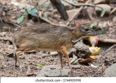 The Lesser Mouse-deer, Lesser Malay Chevrotain, Or Kanchil Is A Species Of Even-toed Ungulate In The Family Tragulidae.