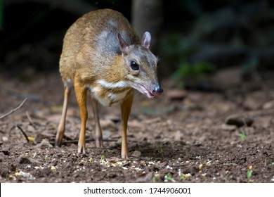 The Lesser Mouse-deer, Lesser Malay Chevrotain, Or Kanchil Is A Species Of Even-toed Ungulate In The Family Tragulidae.