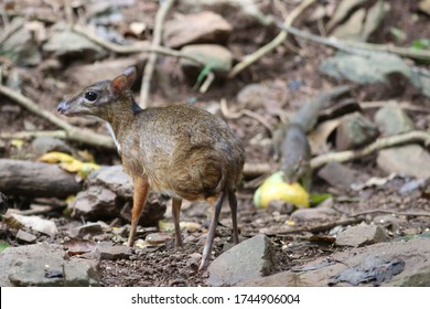 The Lesser Mouse-deer, Lesser Malay Chevrotain, Or Kanchil Is A Species Of Even-toed Ungulate In The Family Tragulidae.