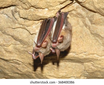 Lesser Mouse-eared Bat (Myotis Myotis)