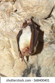 Lesser Mouse-eared Bat (Myotis Myotis)