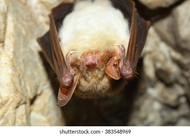 Lesser Mouse-eared Bat (Myotis Myotis)