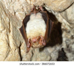 Lesser Mouse-eared Bat (Myotis Myotis)