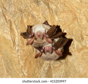 Lesser Mouse-eared Bat (Myotis Myotis)