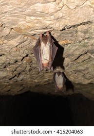 Lesser Mouse-eared Bat (Myotis Myotis)