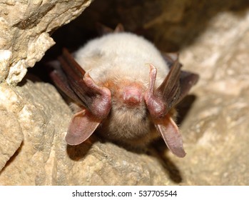 Lesser Mouse-eared Bat (Myotis Myotis)