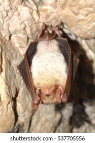 Lesser Mouse-eared Bat (Myotis Myotis)