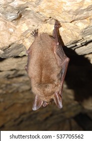 Lesser Mouse-eared Bat (Myotis Myotis)