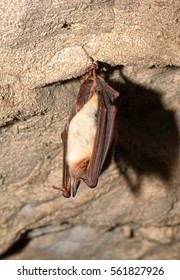 Lesser Mouse-eared Bat (Myotis Myotis)