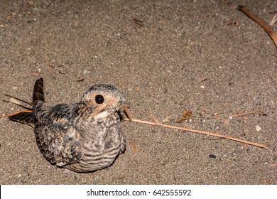 Lesser Nighthawk