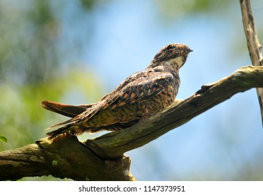 Lesser Nighthawk, Atajacaminos Or Nightjar, Is A Species Of Caprimulgiform Bird Of The Caprimulgidae Family Of America.