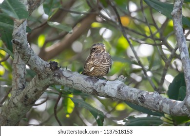 The Lesser Nighthawk, Costa Rica