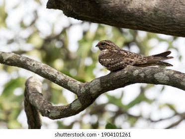 Lesser Nighthawk Is Resting On A Branch