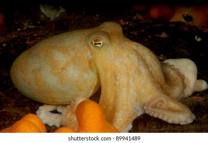 Lesser Octopus Hunting On Scottish Reef