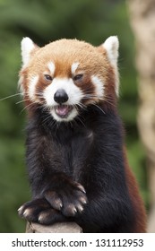 Lesser Panda